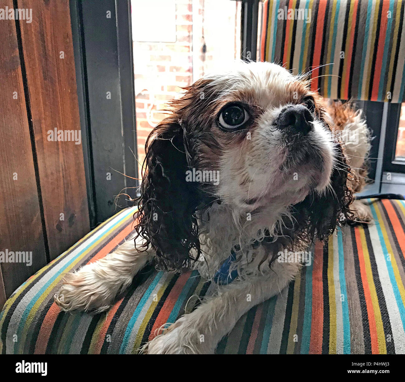 Carino cane cucciolo in un pub, appena catturato in una doccia a pioggia, Cheshire, Inghilterra, Regno Unito Foto Stock
