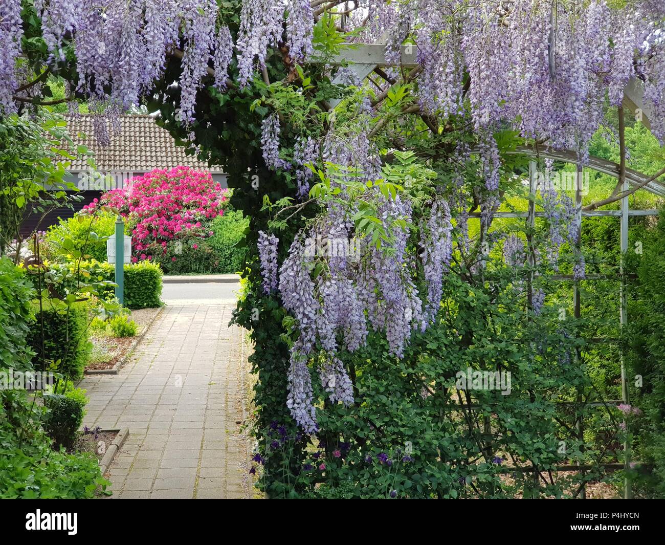Bella pendenti fiore viola in un giardino tedesco Europa giorno di estate Foto Stock