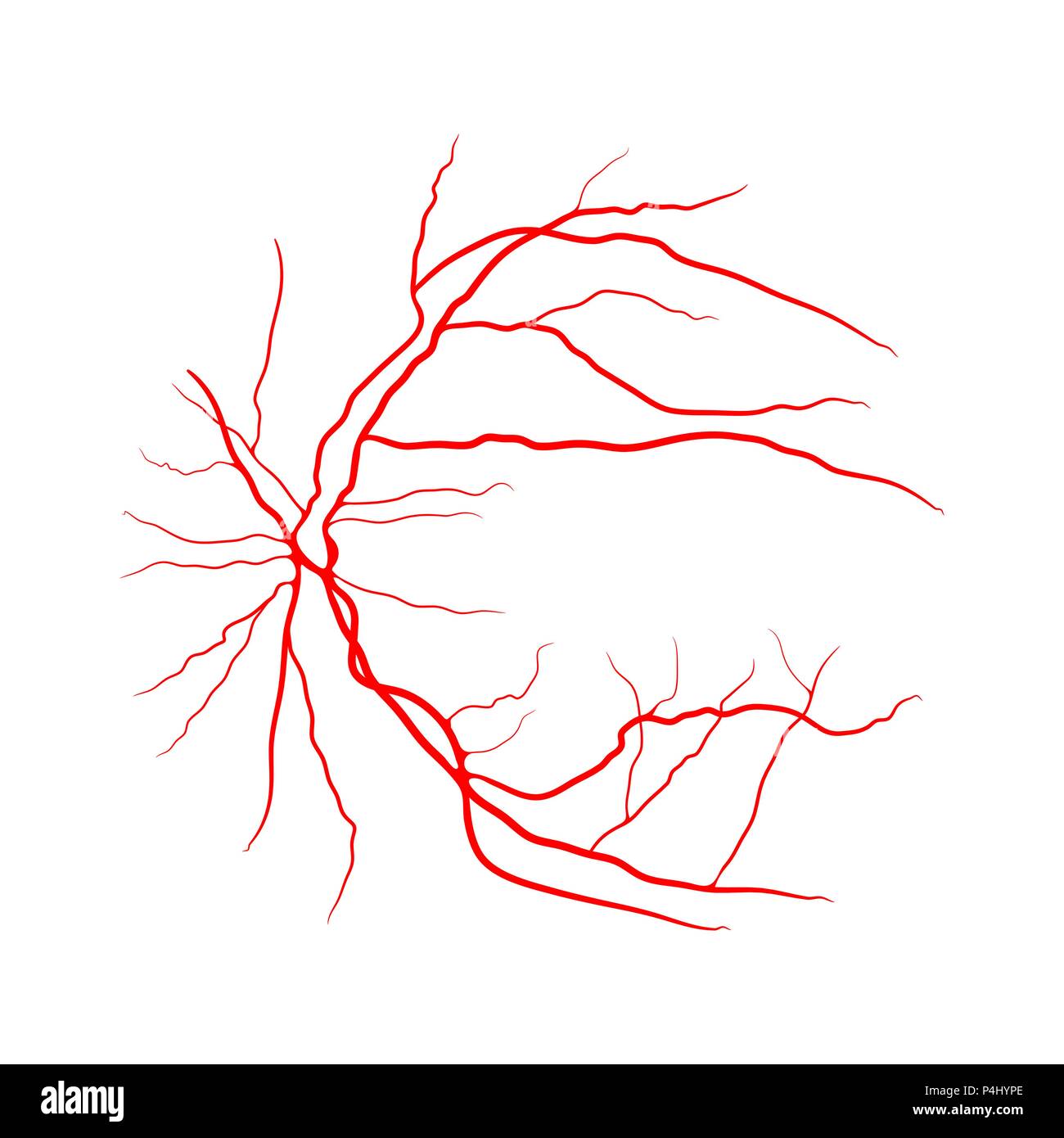 Occhio del sistema vascolare x ray angiografia design vettore isolato su  bianco Immagine e Vettoriale - Alamy