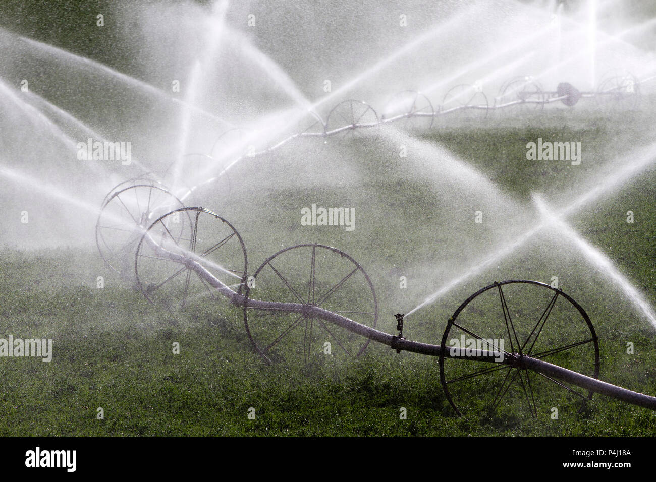 Sprinkler agricoli di irrigazione irrigazione ruota di un campo di erba medica in British Columbia, Canada. Foto Stock