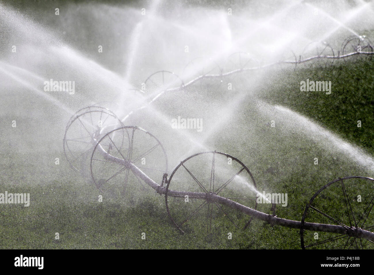Sprinkler agricoli di irrigazione irrigazione ruota di un campo di erba medica in British Columbia, Canada. Foto Stock