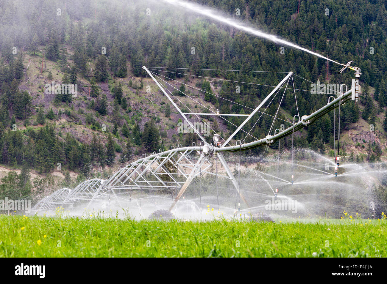 Il centro di rotazione di irrigazione irrigazione attrezzature un campo di erba medica in Kamloops, British Columbia, Canada. Foto Stock