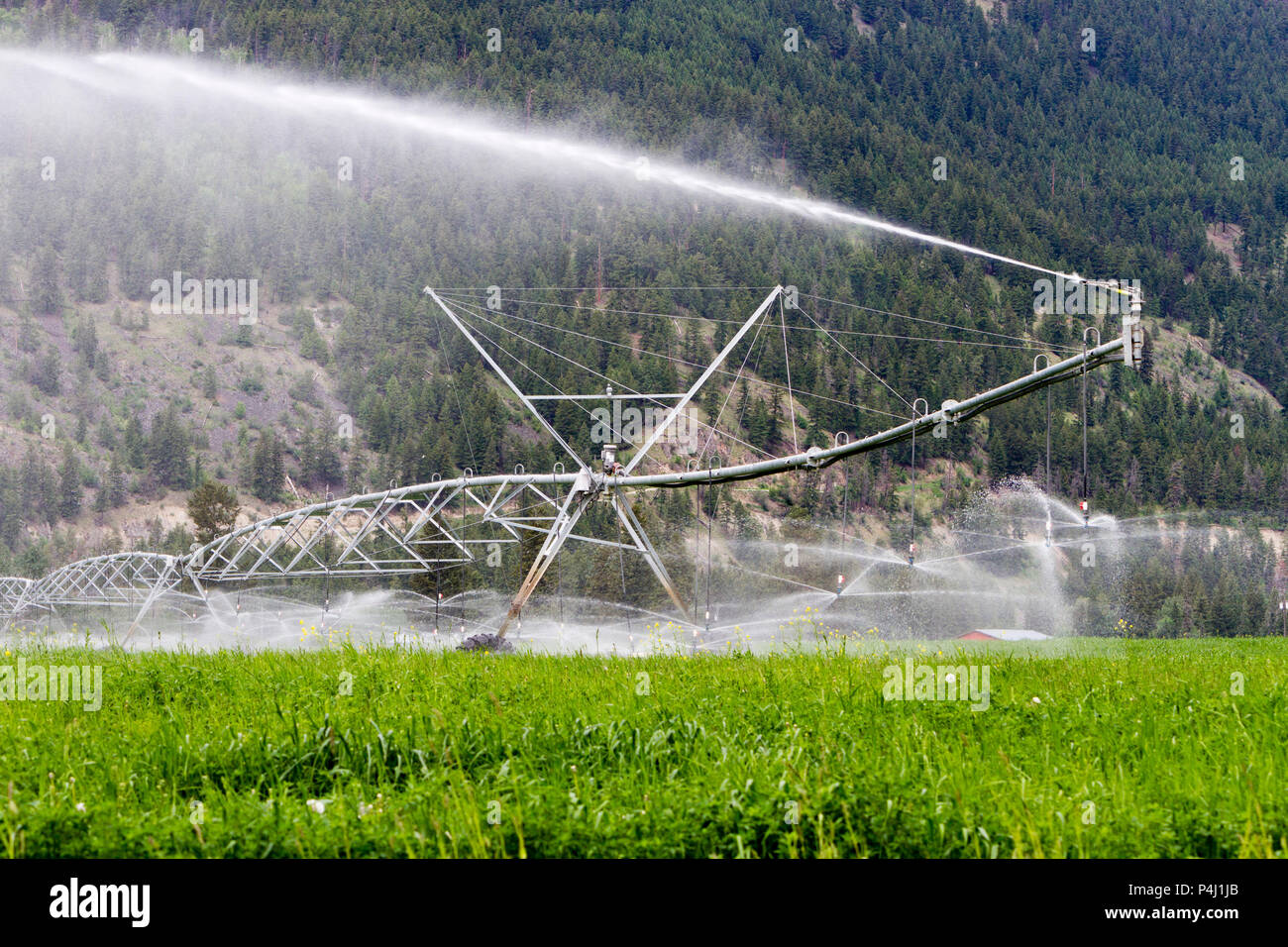 Il centro di rotazione di irrigazione irrigazione attrezzature un campo di erba medica in Kamloops, British Columbia, Canada. Foto Stock