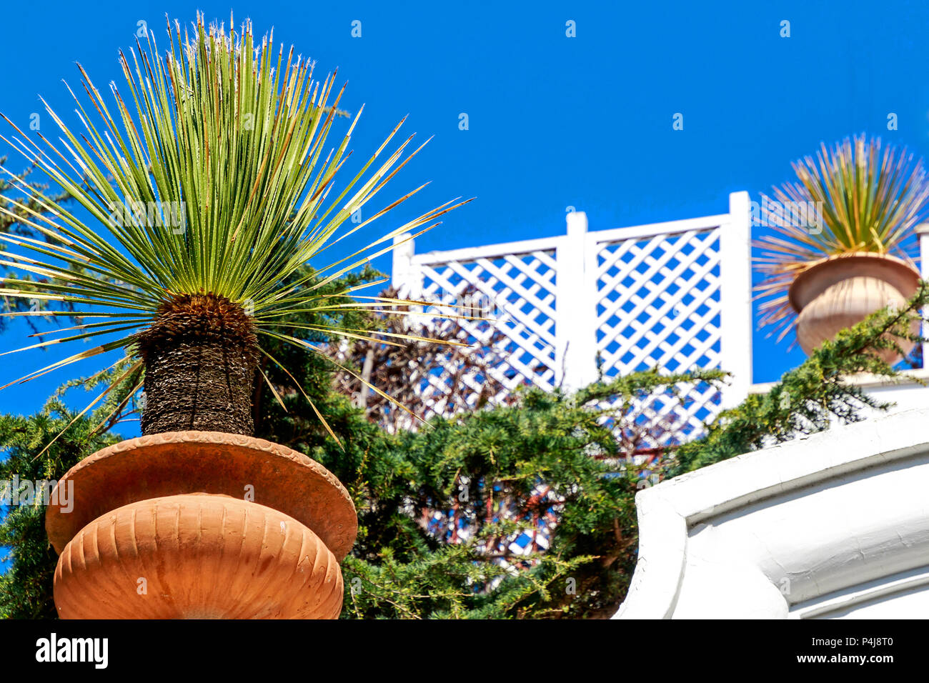 Bellissimi vasi di yucca palm (Yucca filamentosa) nella città di Capri, Italia Foto Stock