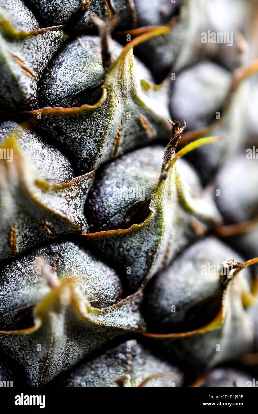 Agricoltura biologica ananas Foto Stock