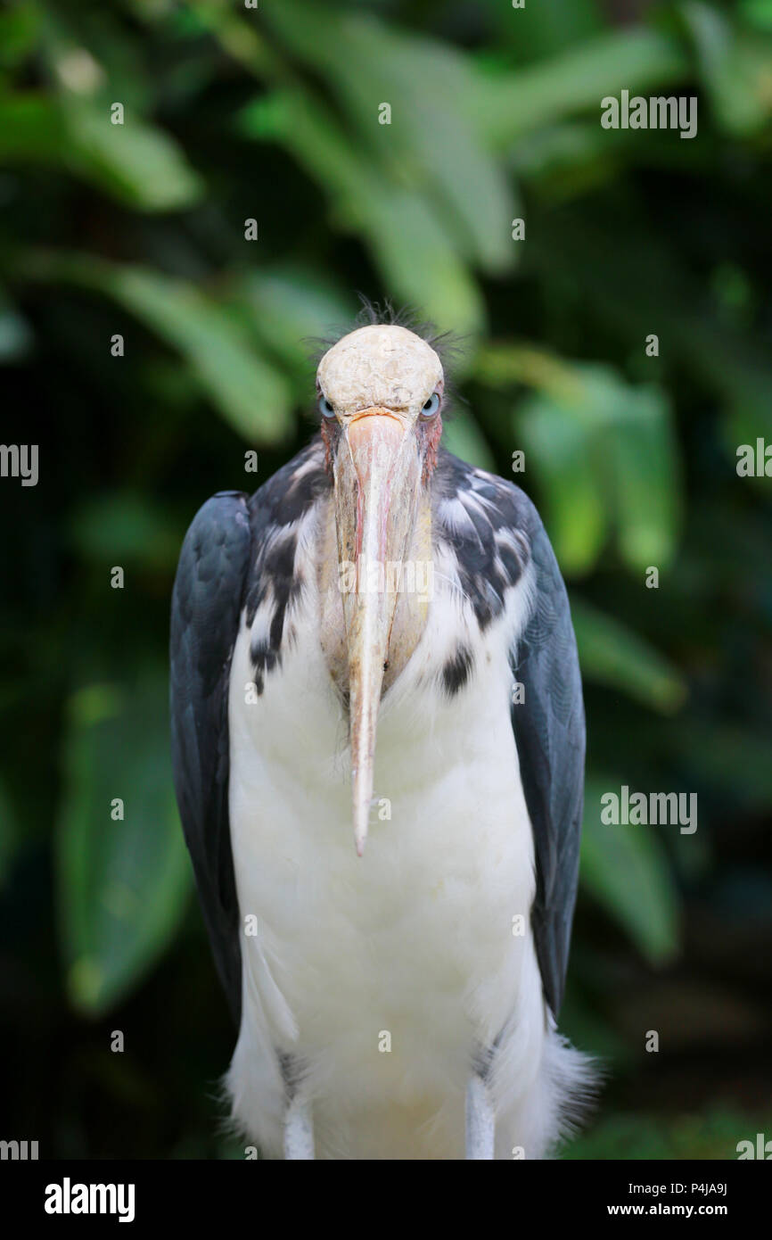 Minor aiutante stork di tropici uccello della natura all'aperto. Foto Stock