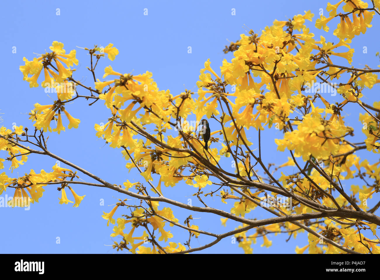 Fiori di colore giallo fiore di giallo struttura a campana o paraguaiane struttura a campana nei tropici giardino sul cielo blu di sfondo e hanno spazio copia. Foto Stock