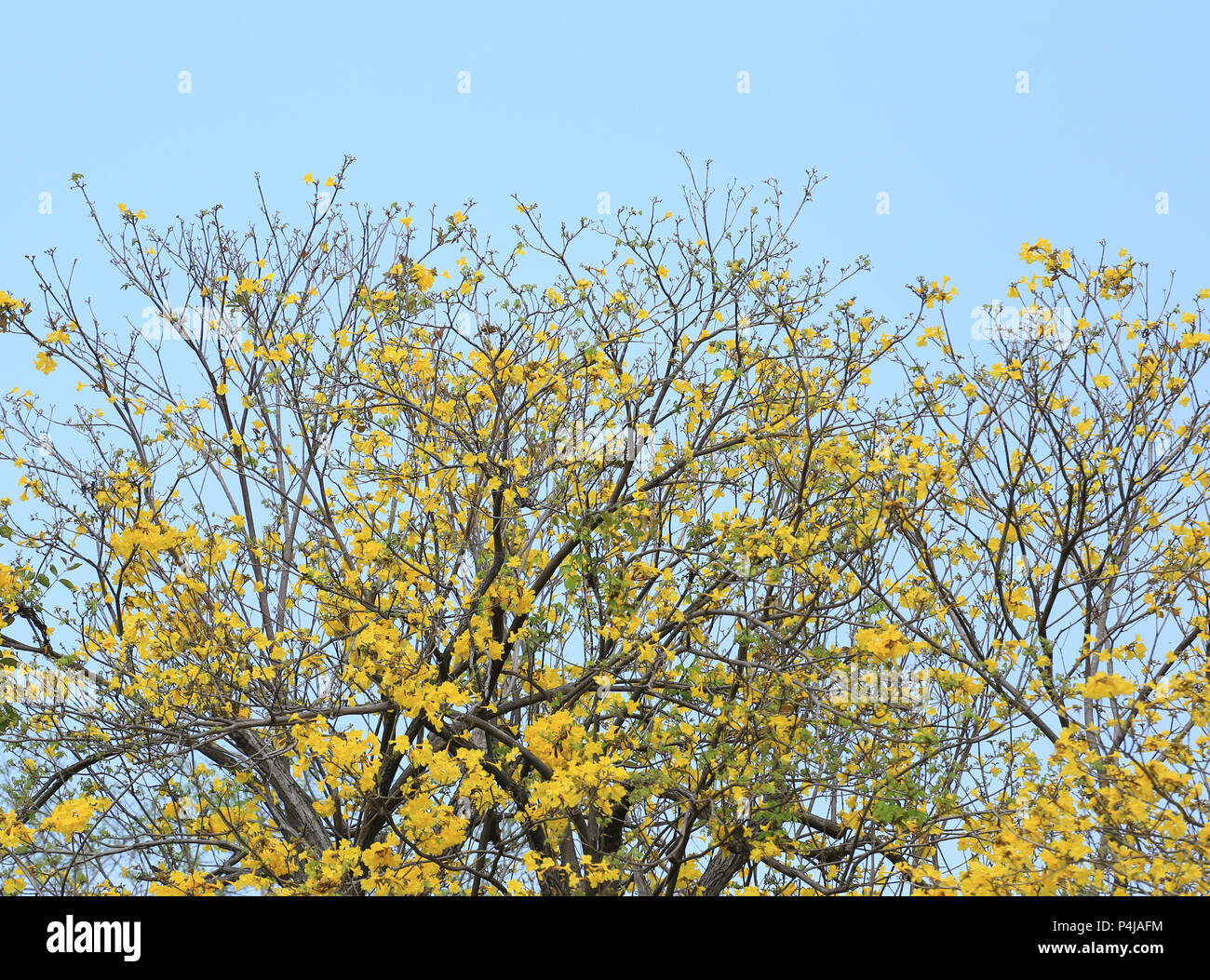 Fiori di colore giallo fiore di giallo struttura a campana o paraguaiane struttura a campana nei tropici giardino sul cielo blu di sfondo e hanno spazio copia. Foto Stock