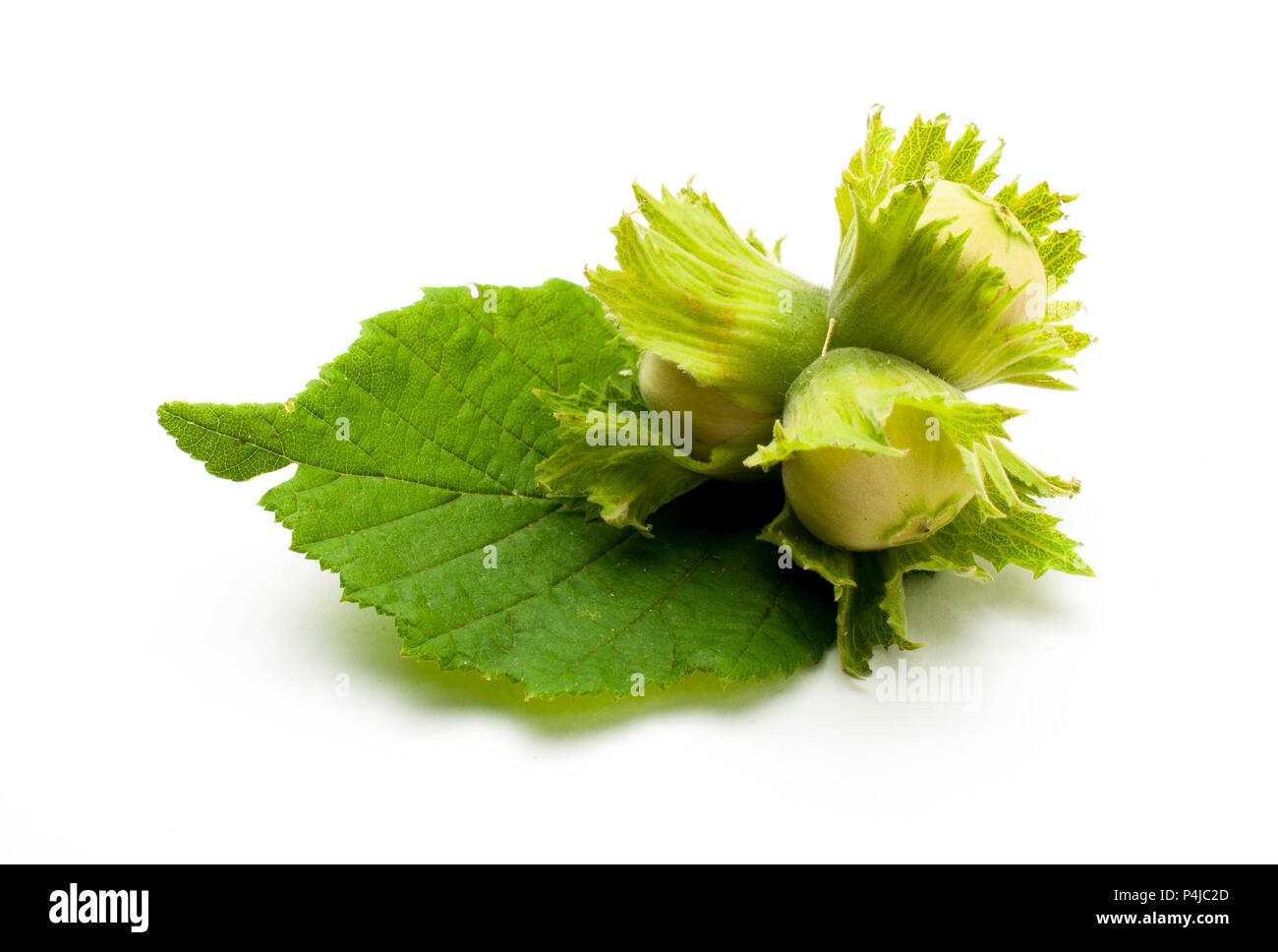 Tre nocciole immaturi con foglie isolato Foto Stock