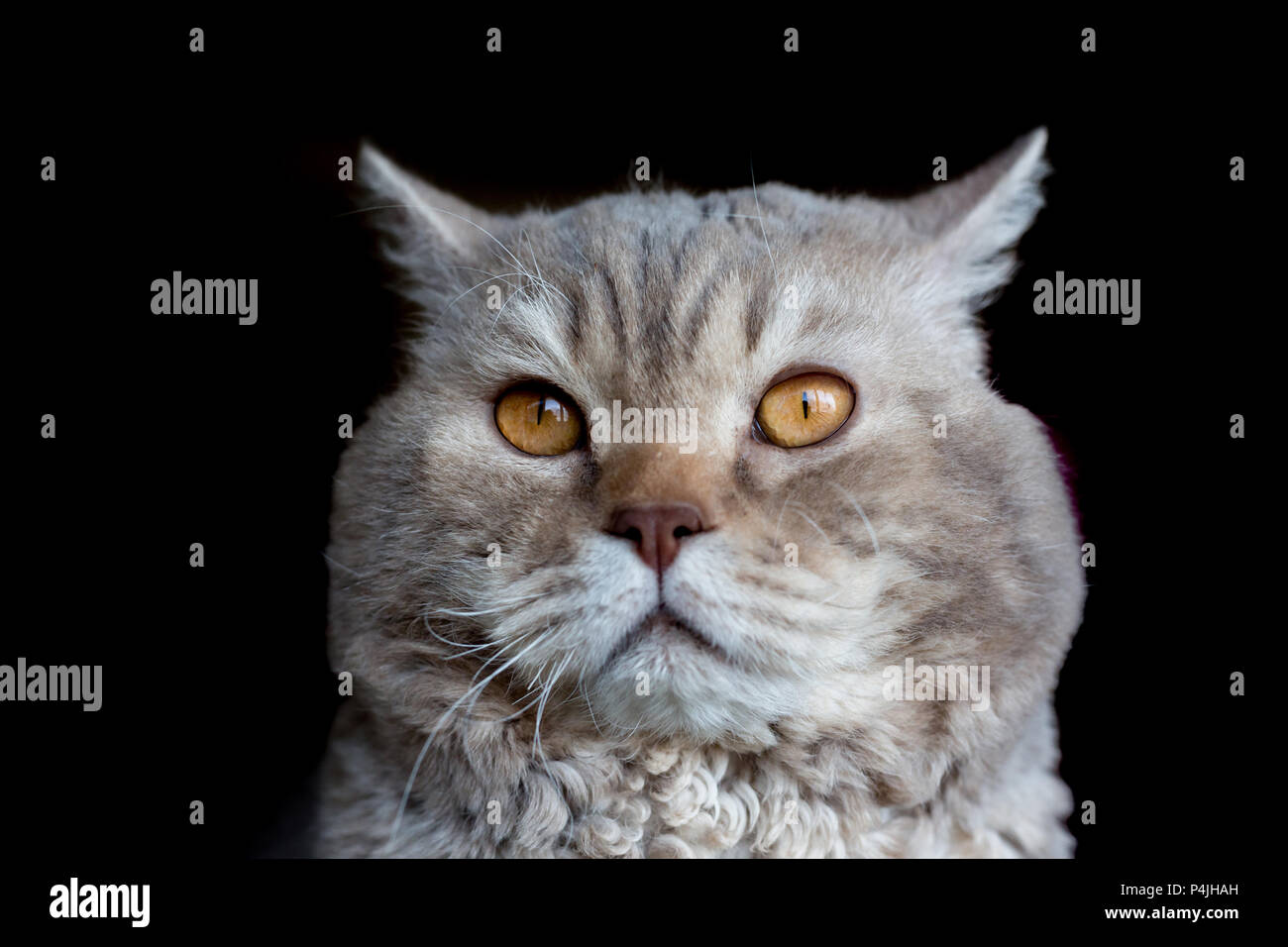 Ritratto Del Gatto Di Selkirk Rex Razza Isolato Su Nero Piccole