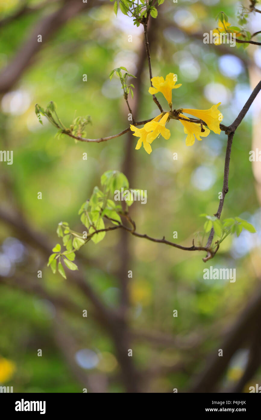 Giallo tromba ad albero o albero d oro e in paesi tropicali chiamato paraguaiano tromba giallo fioritura ad albero nel giardino della Thailandia. Foto Stock