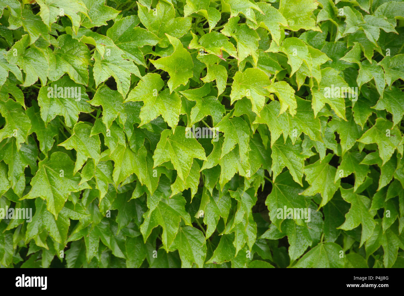 Molla verde edera su una parete Foto Stock