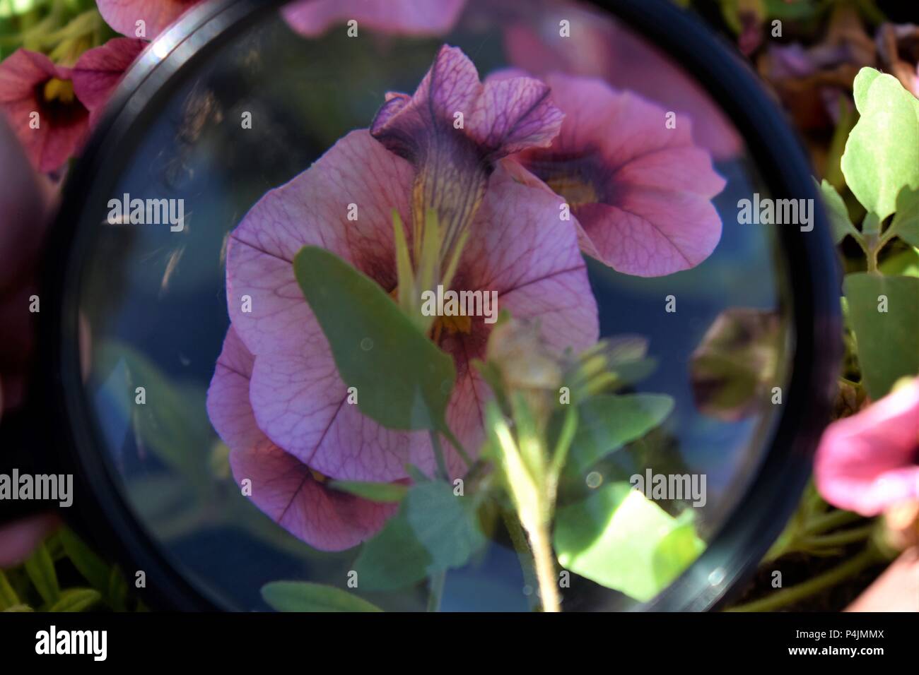 Rosa nelle petunie sotto un ingrandimento di vetro Foto Stock