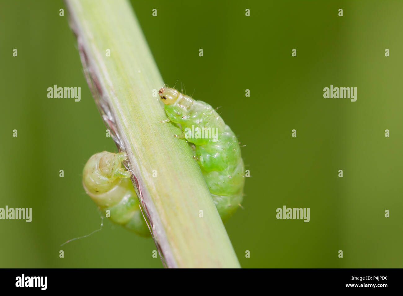 Falena rustico larva Foto Stock