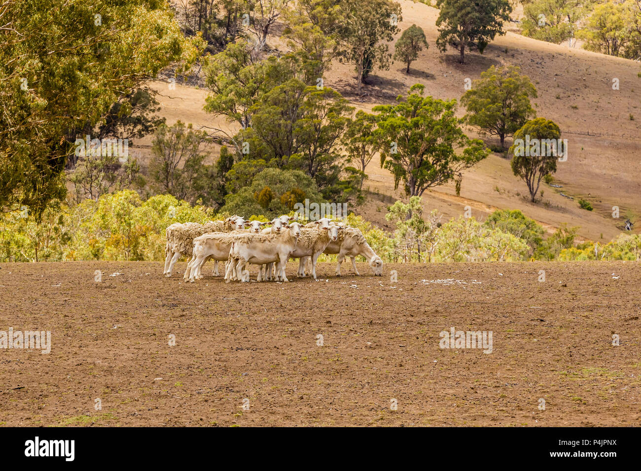 Pecora Dorper versando la loro lana in alto la Hunter Valley, NSW, Australia. Foto Stock