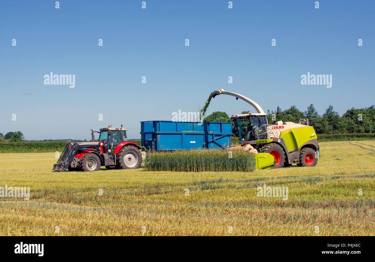 La trincia semovente il taglio di un raccolto di segale in North Norfolk per uso come combustibile di biomassa. Foto Stock