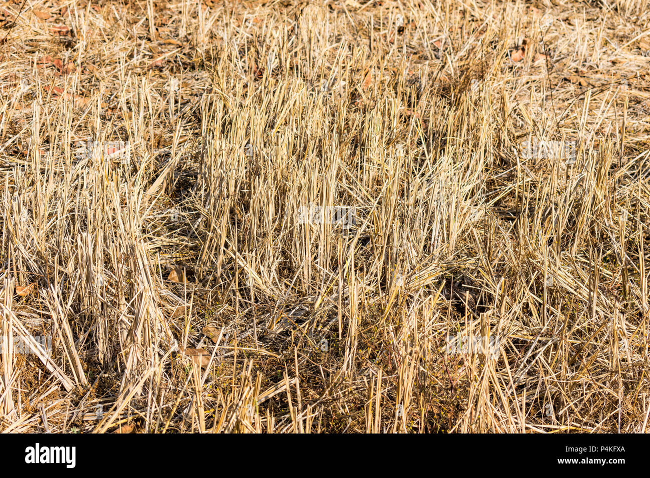 Indian paddy paglia a chiudere vista strabiliante in un indian risone in campo agricolo. Foto Stock