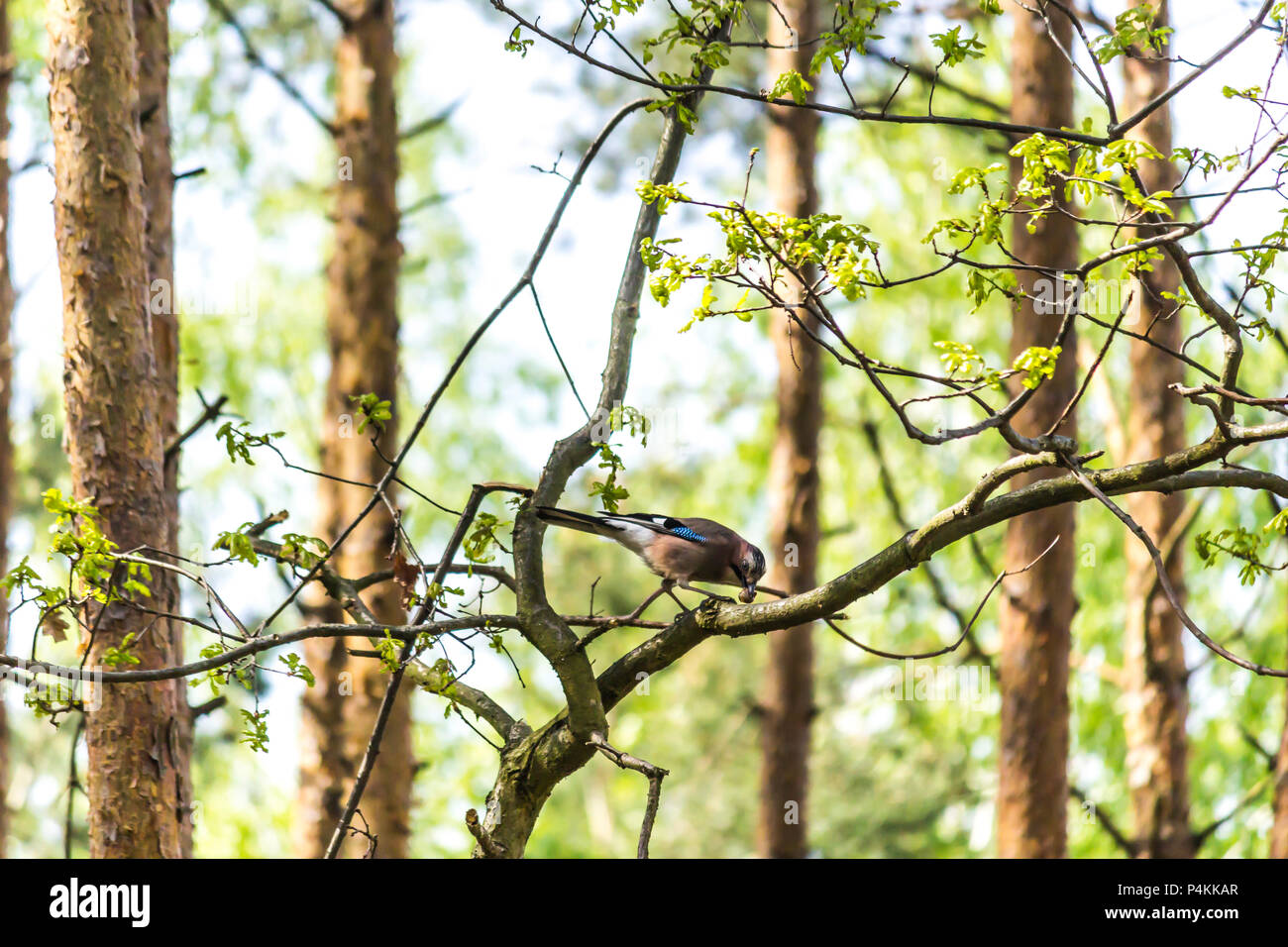 Foresta di Pini. Jay(Garrulus glandarius) cracking un dado seduto su un ramo di pino. Il sito di uccelli, animali, parchi e boschi. Foto Stock