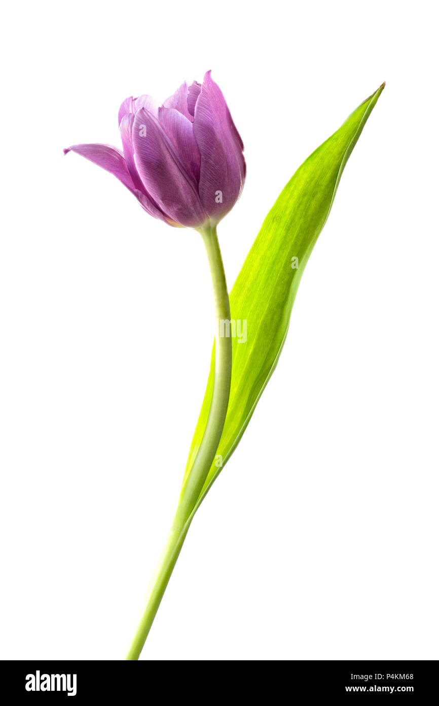 Viola Tulip fotografati contro uno sfondo bianco Foto Stock