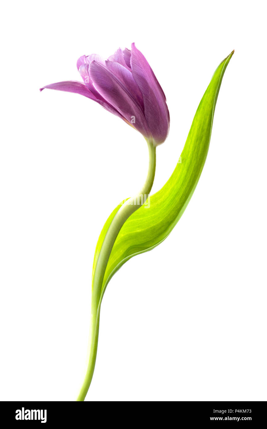 Viola Tulip fotografati contro uno sfondo bianco Foto Stock