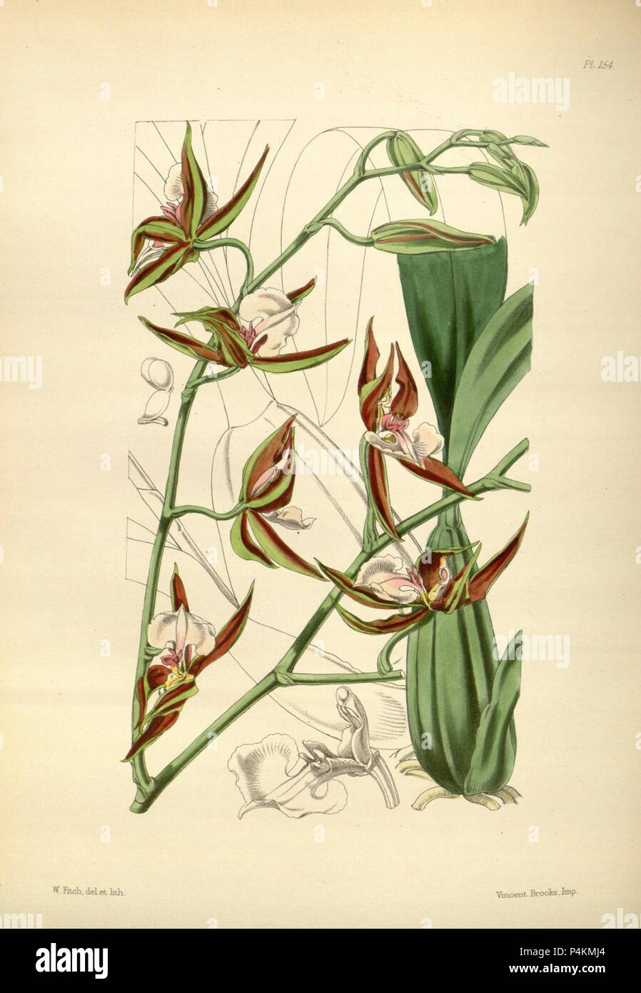 154 un secondo secolo di piante orchidacee (8361566964). Foto Stock
