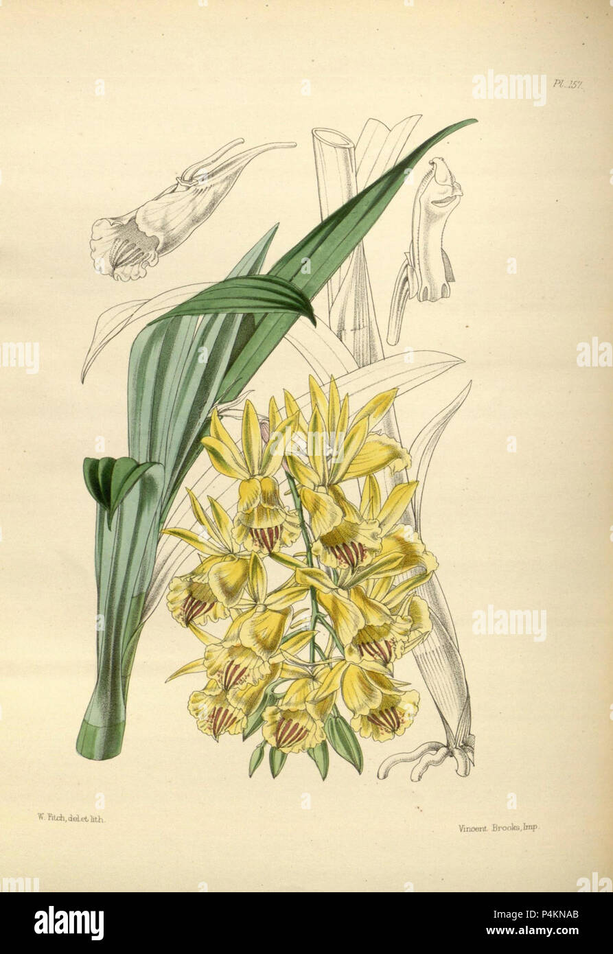 157 un secondo secolo di piante orchidacee (8360525305). Foto Stock
