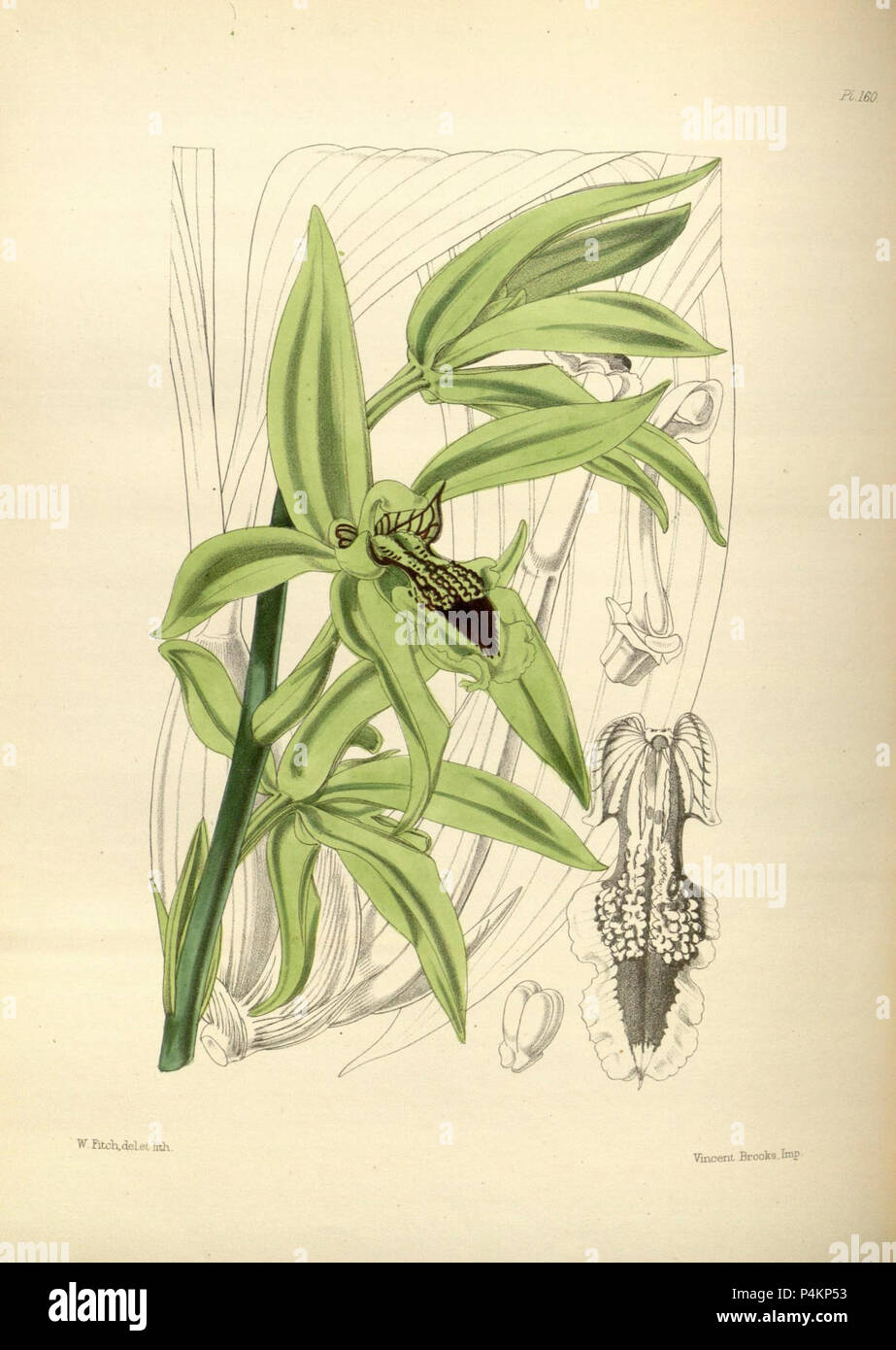 160 un secondo secolo di piante orchidacee (8360526831). Foto Stock