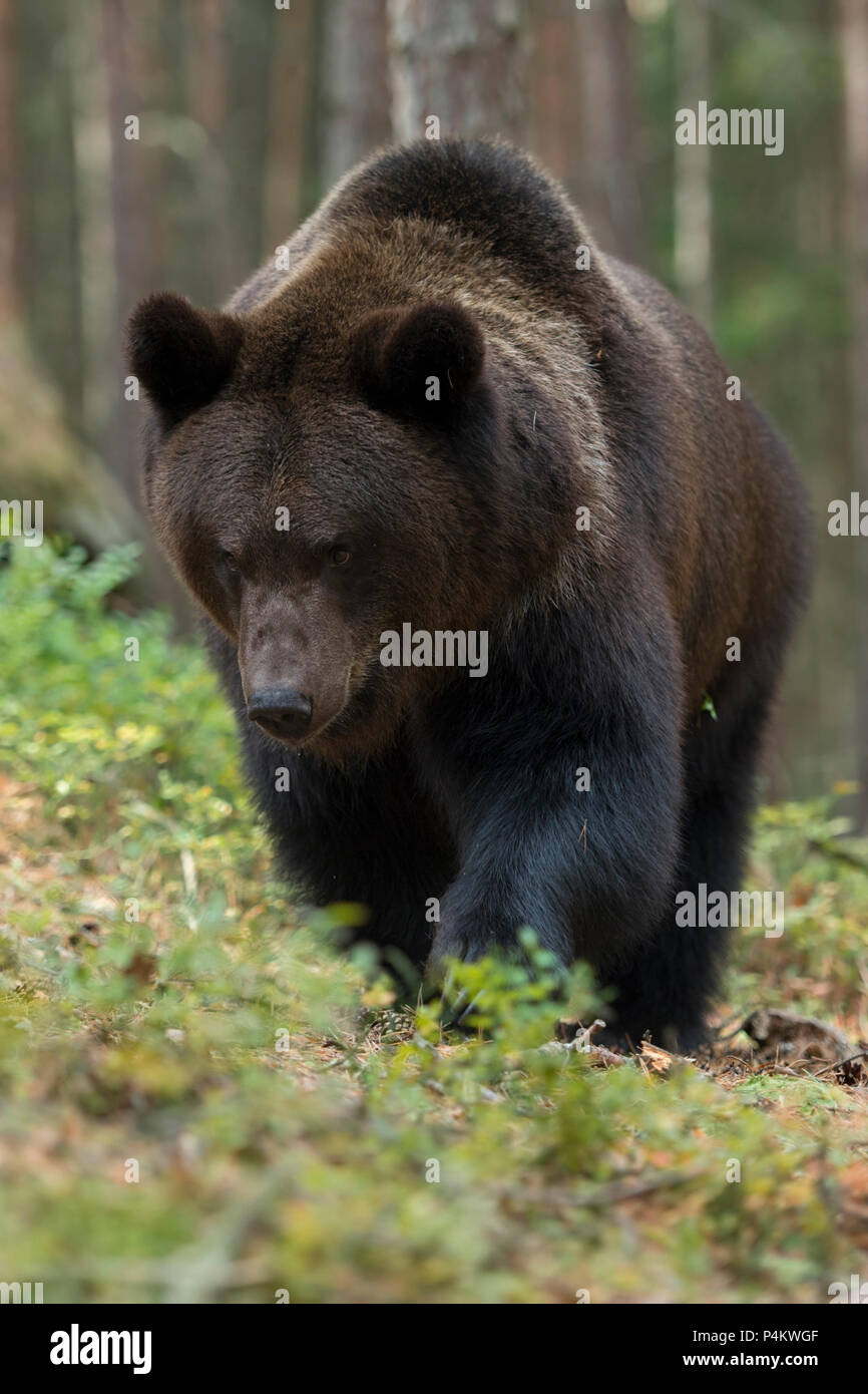 Unione orso bruno / Braunbaer ( Ursus arctos ), forte e potente per adulti, camminando attraverso il undergrwoth di una foresta, proveniente da vicino guarda arrabbiato, UE Foto Stock