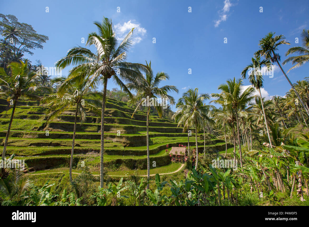 Terrazze di riso in Tegallalang. Ubud, Bali, Indonesia Foto Stock