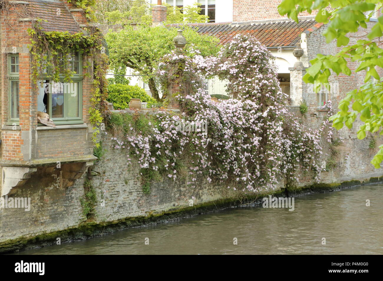 Casa Tradizionale di facciate con un cane in un momento di relax a una finestra lungo il canale verde in Bruges, Belgio Foto Stock