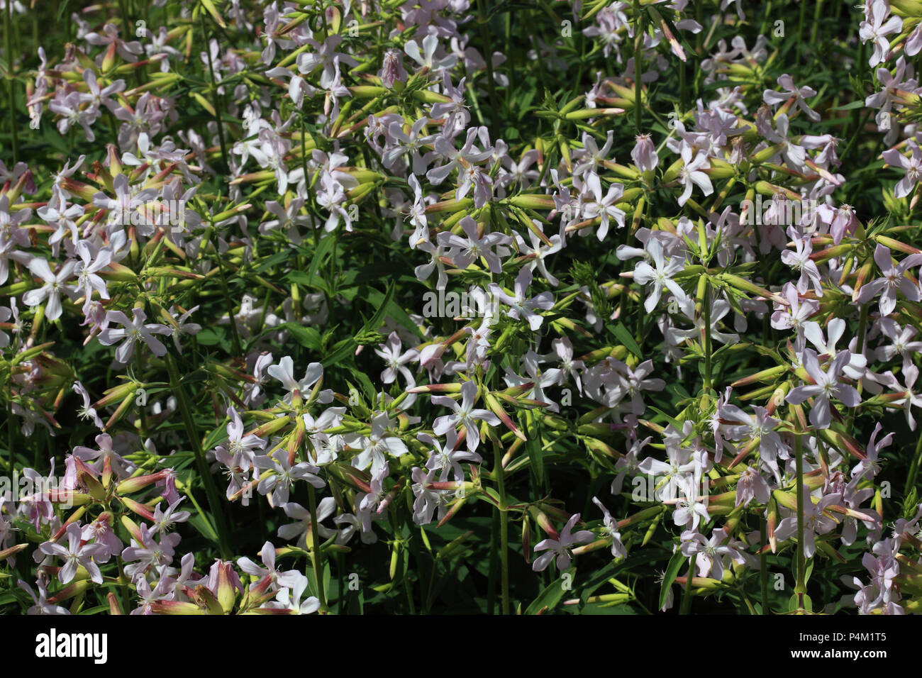 Soapwort comune, bouncing-bet, crow sapone, soapweed, Saponaria officinalis Foto Stock