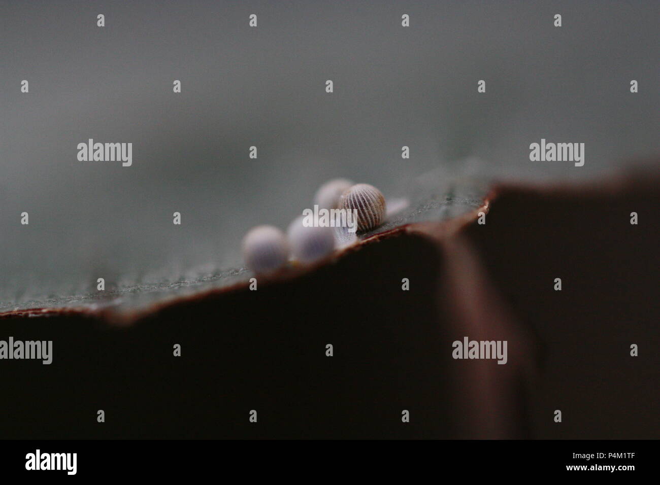 Uova di farfalla Foto Stock