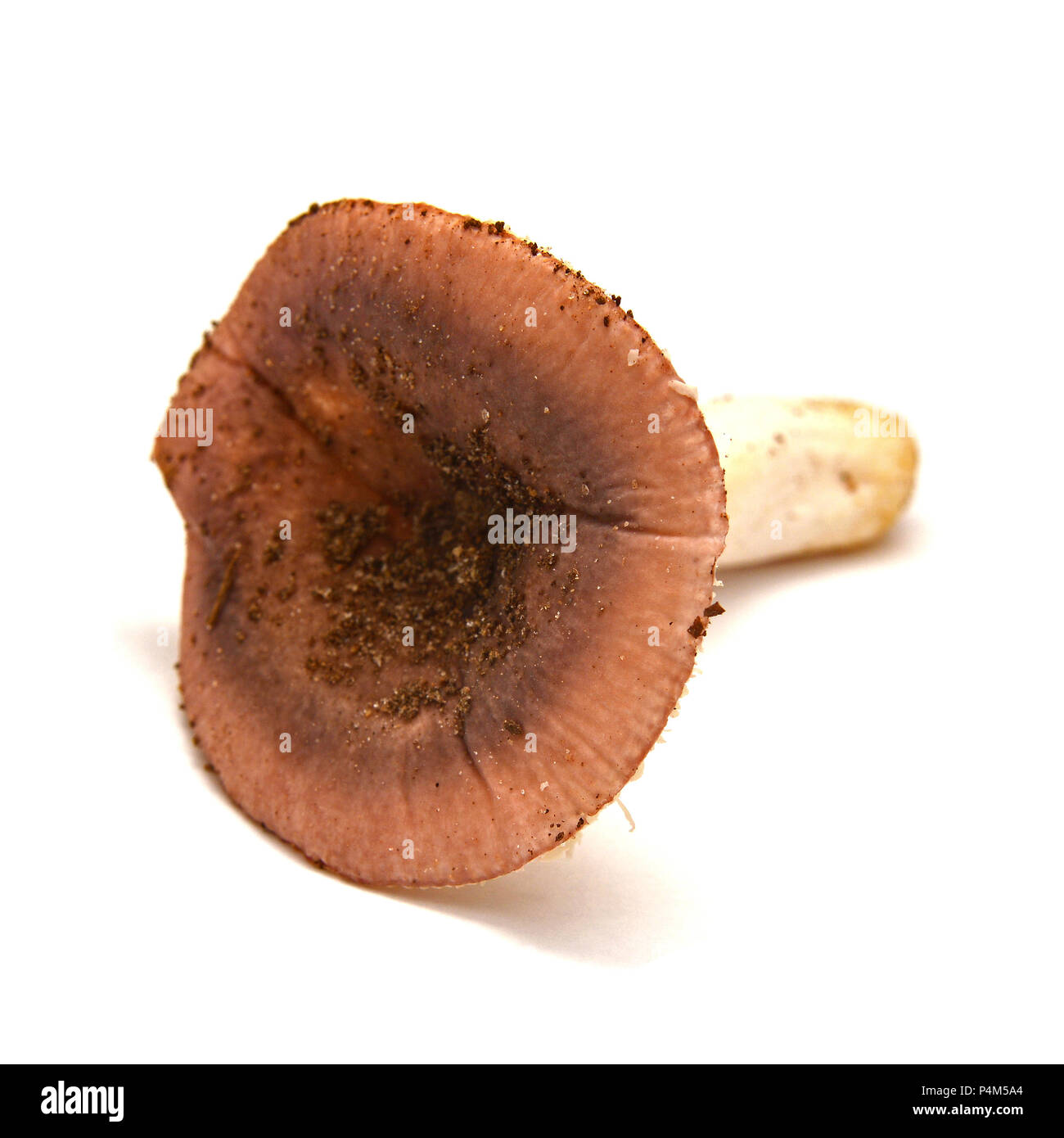 Russula olivacea fungo isolato su bianco Foto Stock
