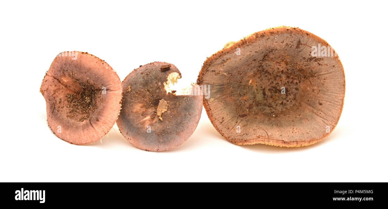Russula olivacea funghi isolati su bianco Foto Stock