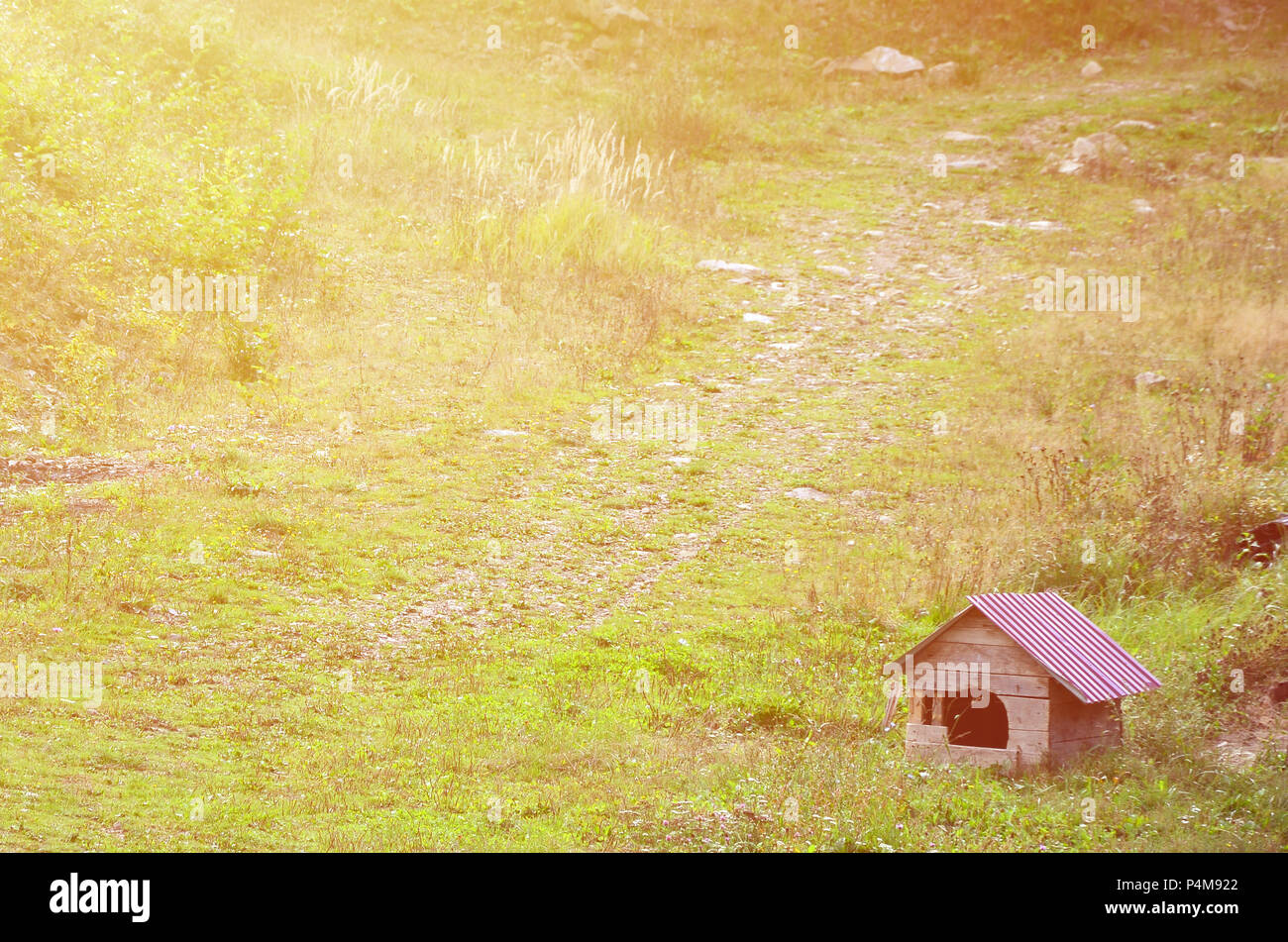 Una piccola cuccia nell'aria aperta su un campo in erba . Foto Stock