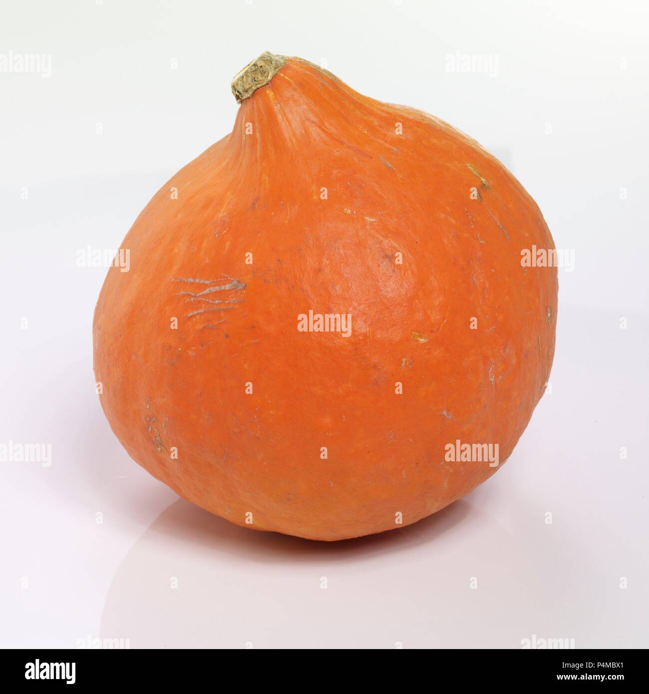 Tutta una zucca di Hokkaido Foto Stock