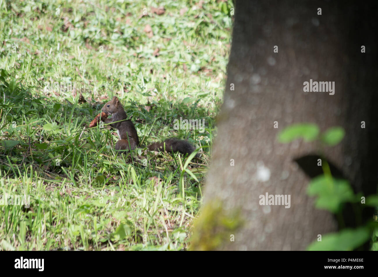 Io non sono sicuro che gli scoiattoli mai smettere di mangiare Foto stock -  Alamy