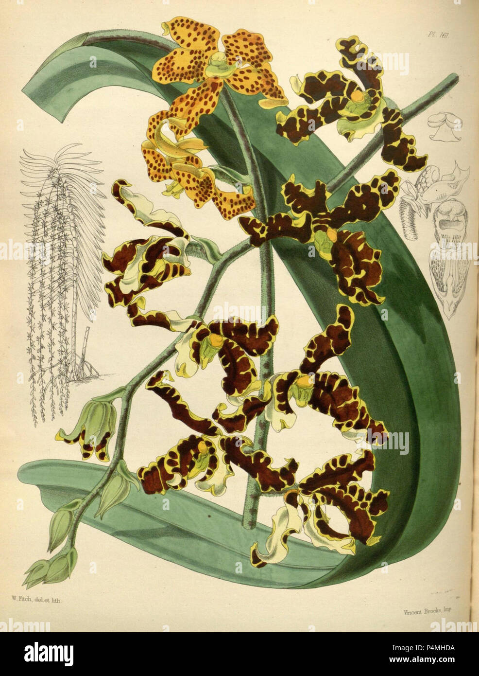 161 un secondo secolo di piante orchidacee (8360527219). Foto Stock