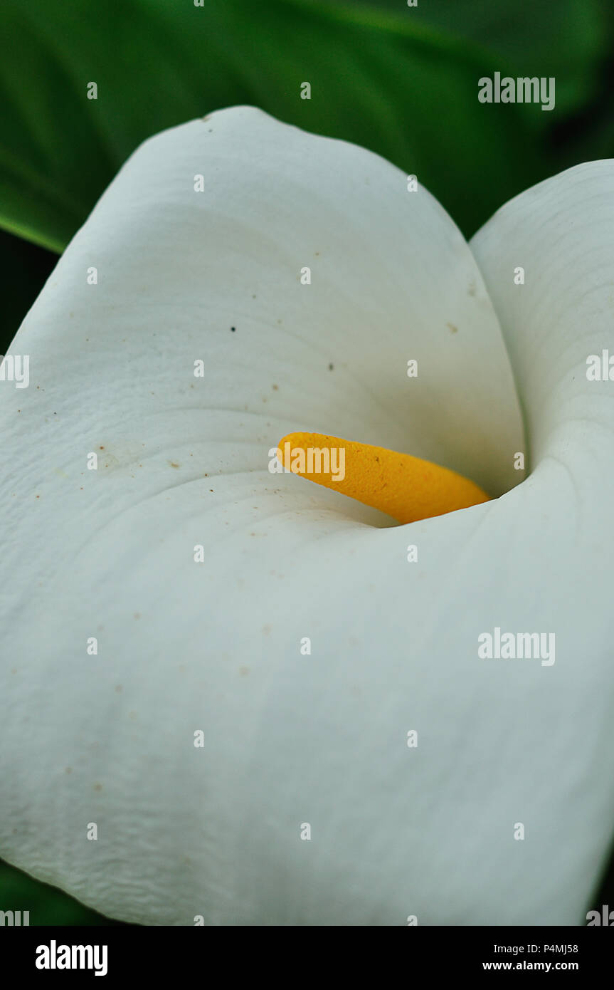 Un bianco Arum lily in un giardino Foto Stock