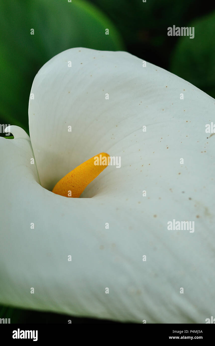 Un bianco Arum lily in un giardino Foto Stock
