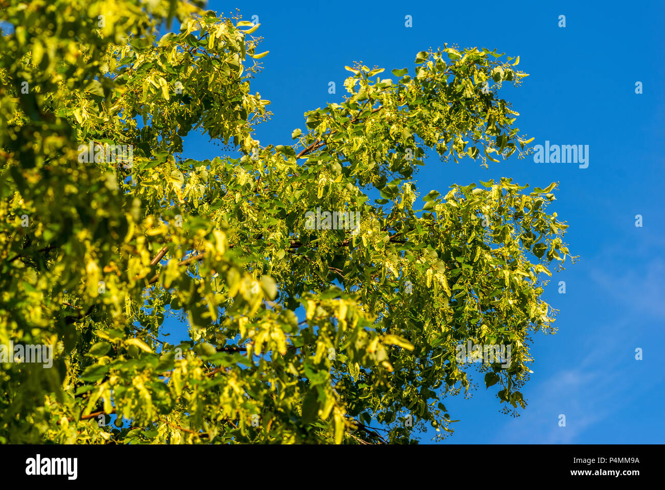 Fioritura tigli su uno sfondo di cielo blu Foto Stock