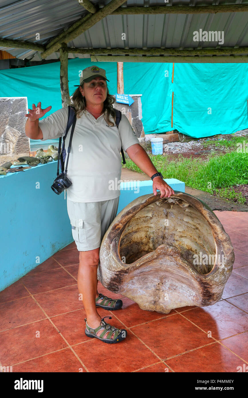 Naturalista parlando di Galapagos tartaruga gigante shell presso il Santuario di Santa Cruz Island, Galapagos National Park, Ecuador. È il più grande liv Foto Stock
