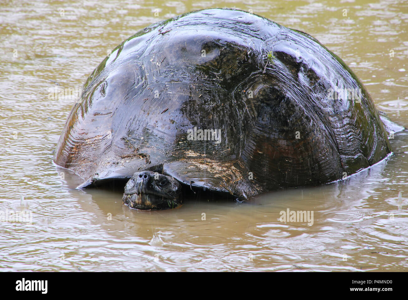 Le Galapagos La tartaruga gigante (Geochelone elephantopus) in un stagno sull isola di Santa Cruz in Galapagos National Park, Ecuador. È la più grande specie viventi Foto Stock