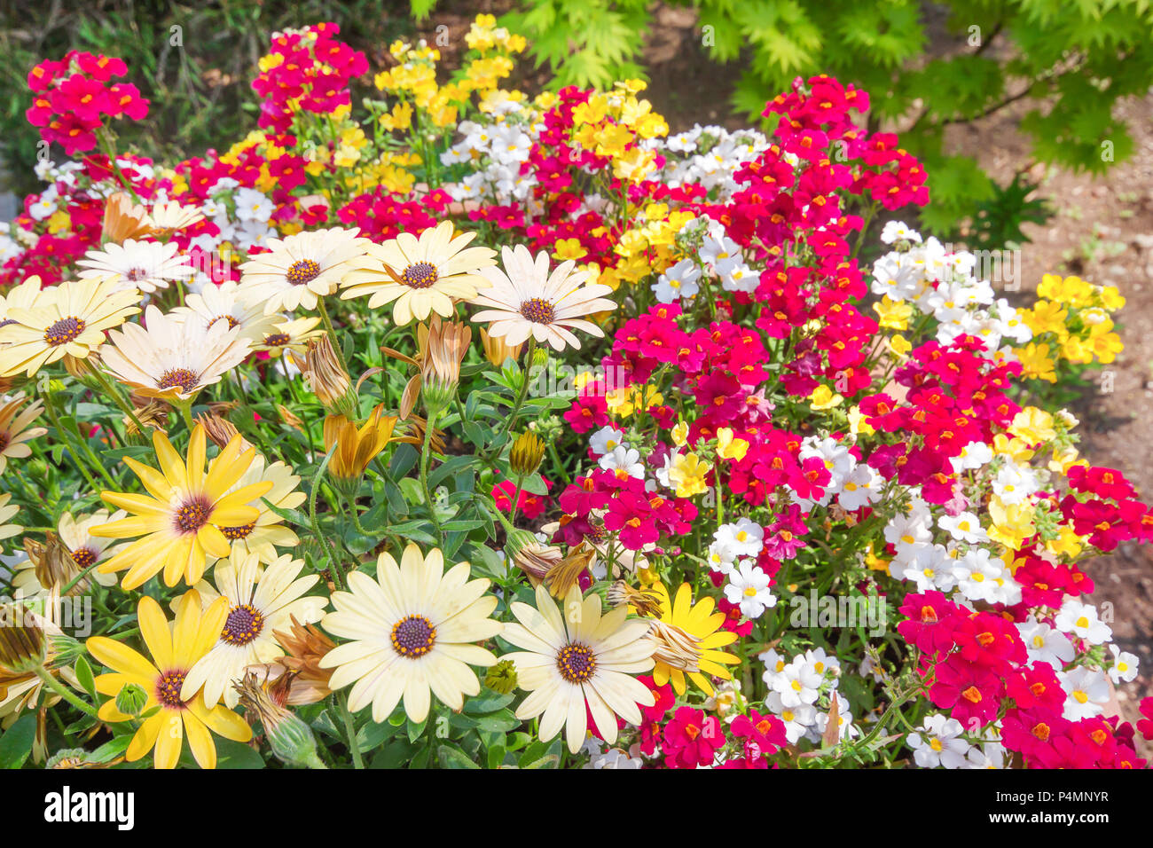 Splendida fioritura fiori di primavera sulla natura sfondo giardino in primavera Foto Stock