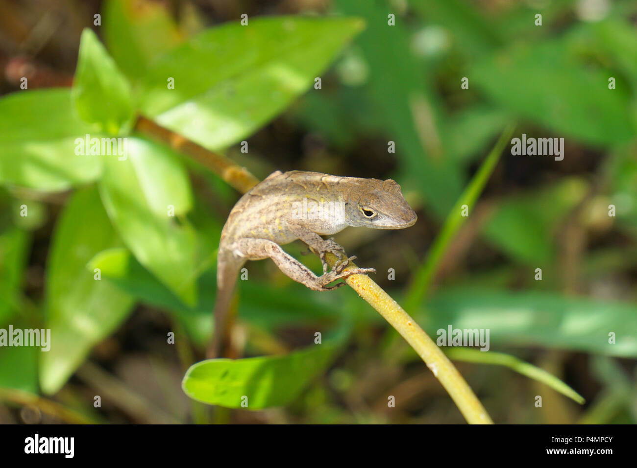 Brown Anole Lizard (Anolis sagrei) appeso a un ramo Foto Stock