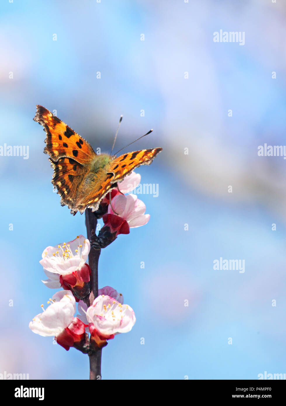 Butterfly su un ramo in erba, close up shoot, con uno sfondo blu Foto Stock