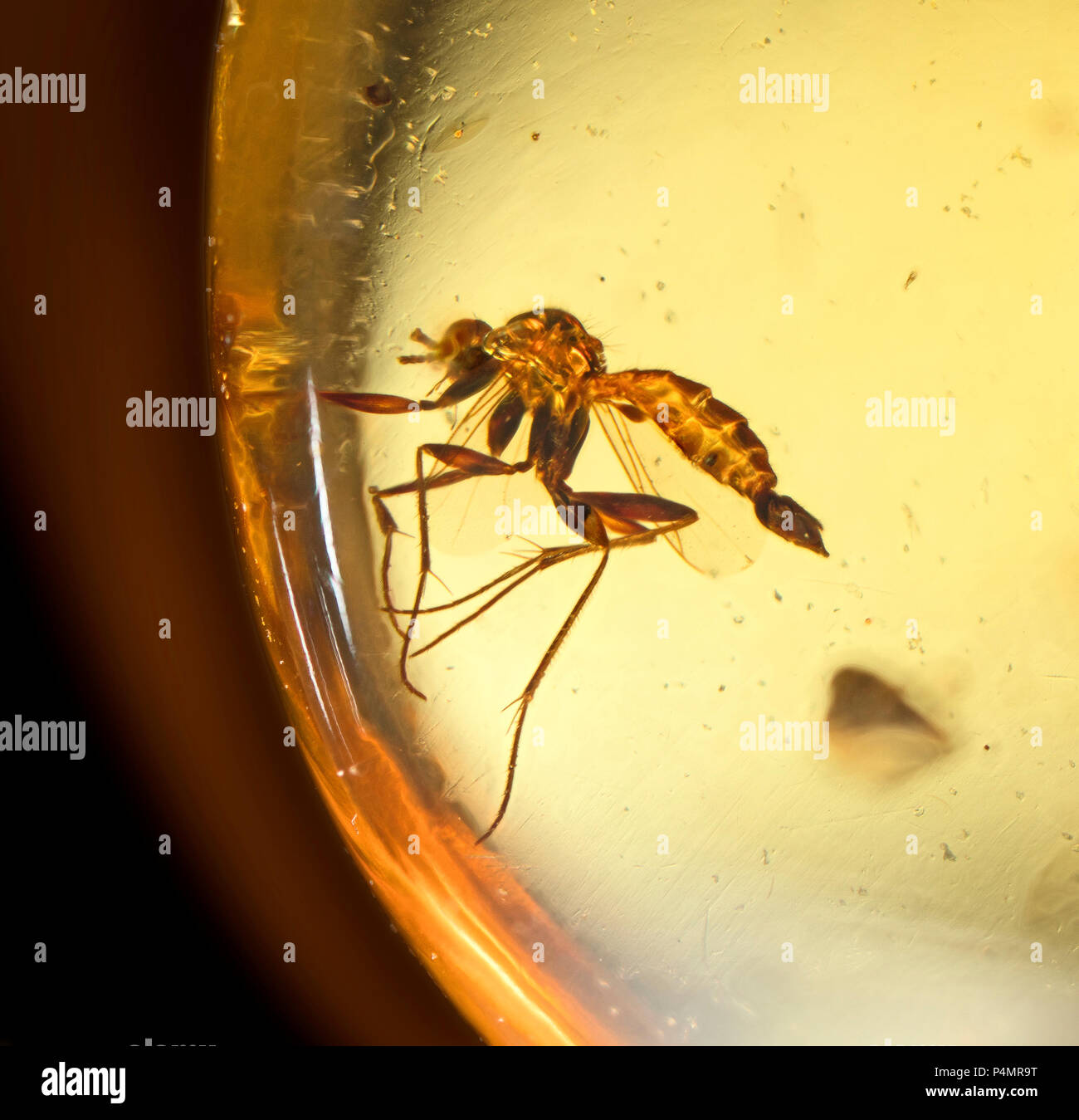 Intrappolato volare insetti in ambra birmana Foto Stock