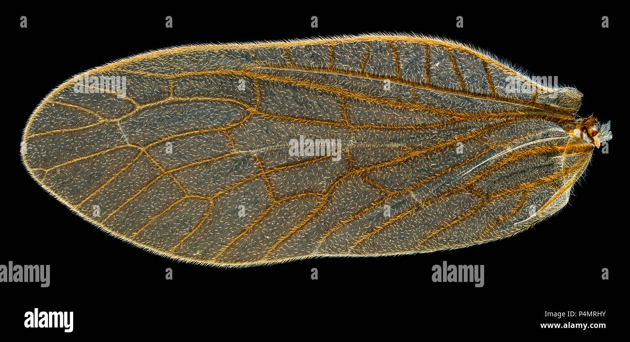 Alderfly Megalotteri sialis lutaria, campo oscuro fotomicrografia del parafango anteriore e posteriore tipi Foto Stock