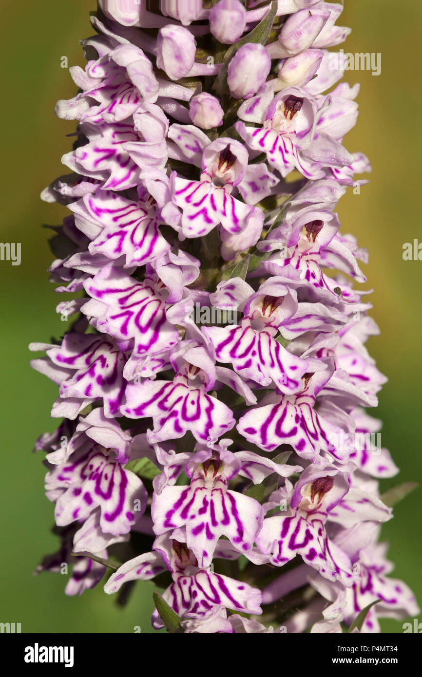Comune di chiazzato, orchidea Dactylorhiza fuchsii Foto Stock