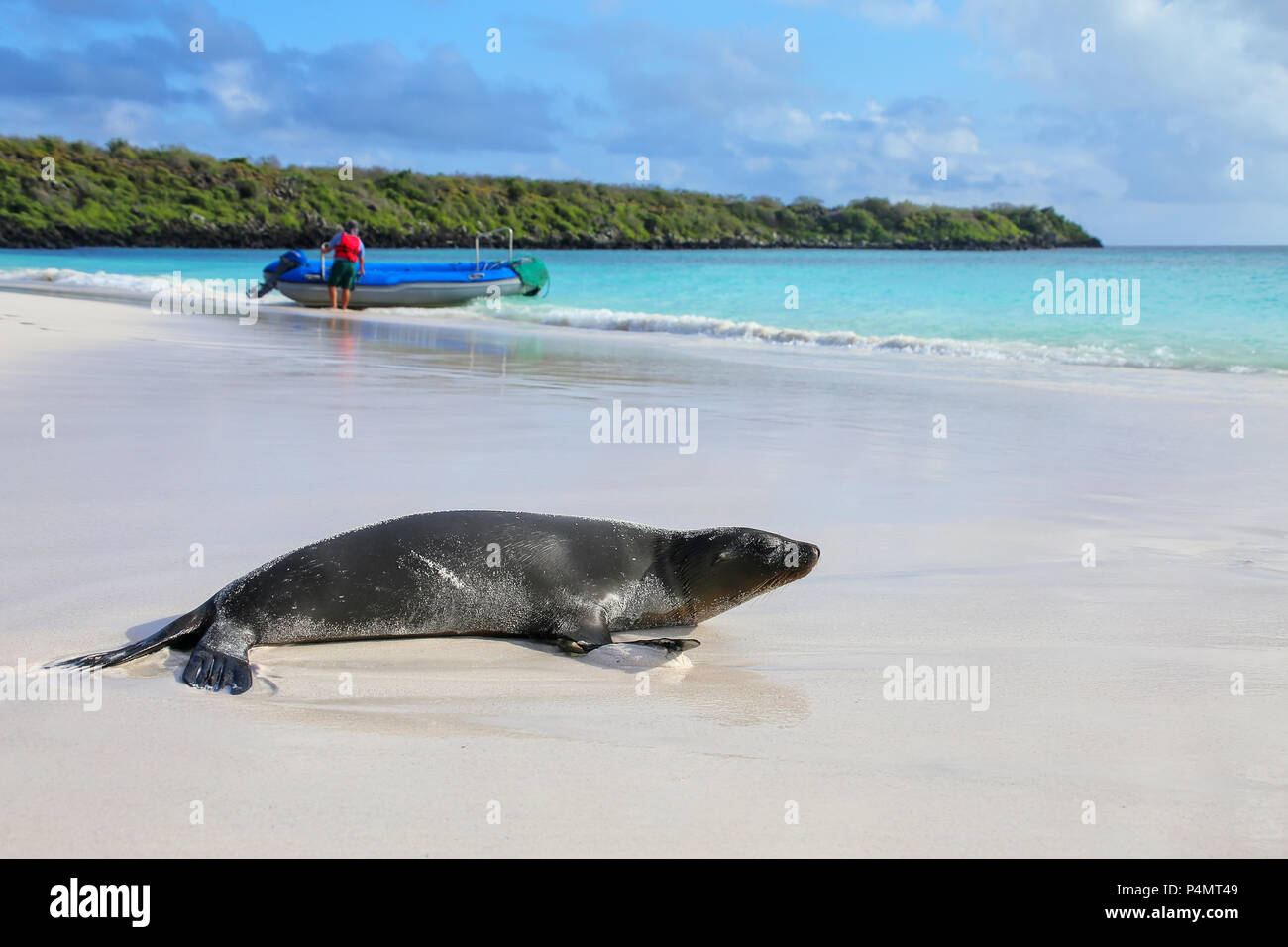 Le Galapagos leone di mare sulla spiaggia di Baia Gardner, all'Isola Espanola, Galapagos National Park, Ecuador. Questi leoni di mare razza esclusivamente nelle Galapagos. Foto Stock